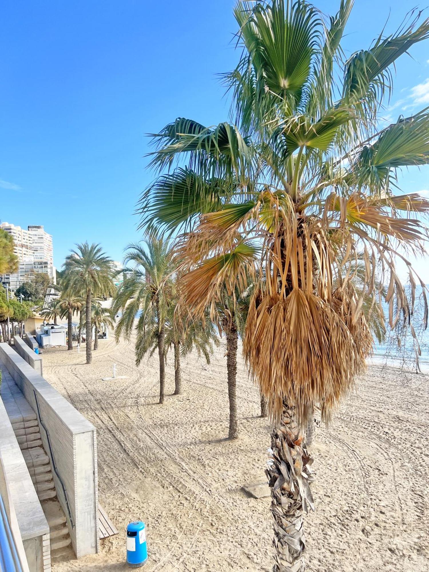 Apartmán A 100 Metros De La Playa. Parking Gratuito Privado Alicante Exteriér fotografie